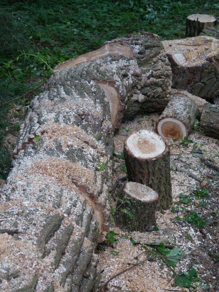 Abattage d'arbres en Haute-garonne, Saint-Gaudens, Tarbes, Toulouse. Abattage alignement d'arbres , travaux forestiers, forêt, ébranchage, OLD, DFCI