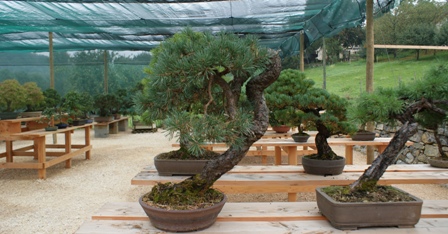 Yamadori en pépinière