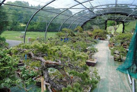 pépinière à Arbas et Saint-Gaudens